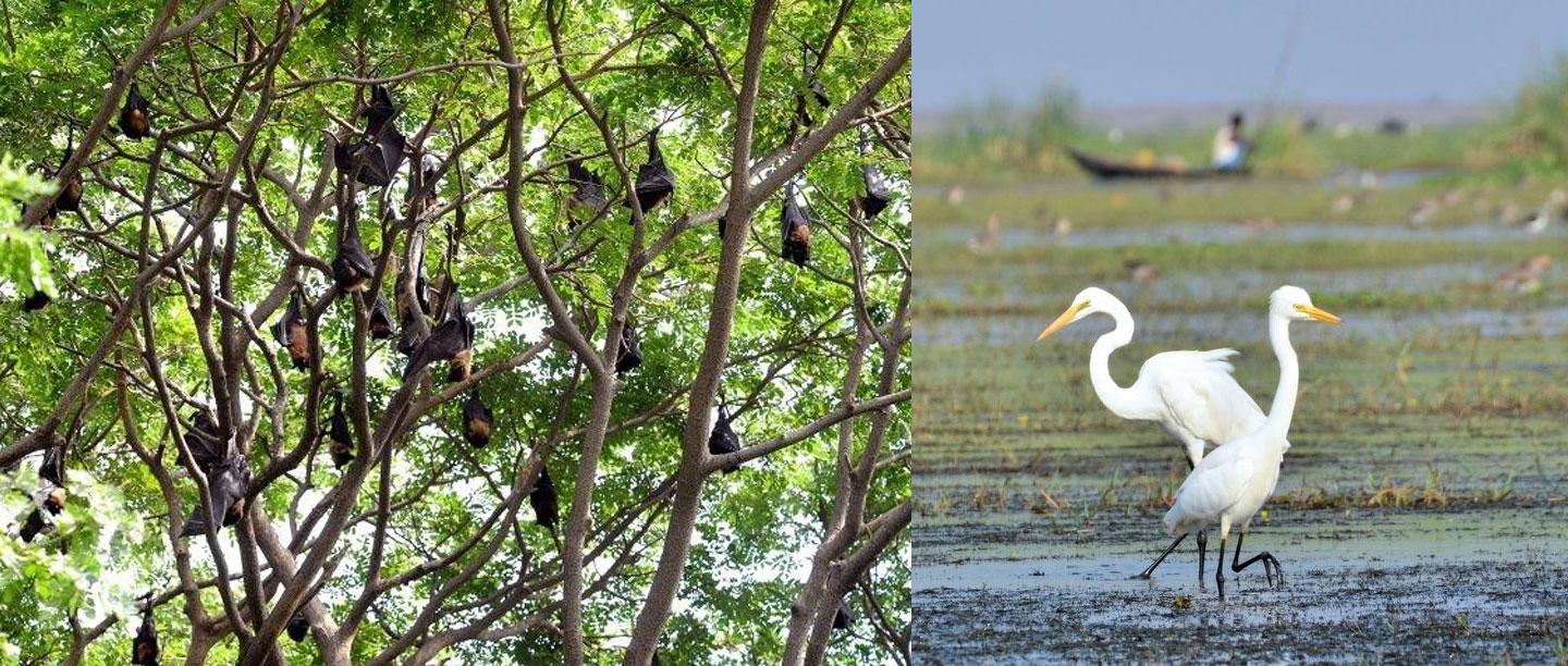 தமிழகத்தில் பறவைகளுக்காக பட்டாசு வெடிக்காமல் அமைதி  தீபாவளி கொண்டாடும் கிராமங்கள்!
